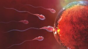 spermići idu ka jajnoj ćeliji